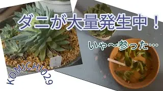 【多肉植物】ダニが大量発生中！いゃ〜参った😭オルトランって大事ですね…