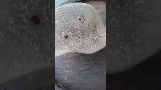WW2 German helmet metal detector