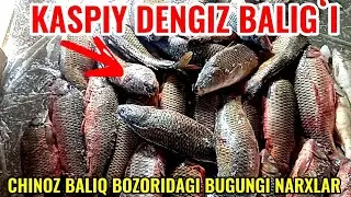 CHINOZ BALIQ BOZORIDAGI BUGUNGI NARXLAR 🐟🐠
