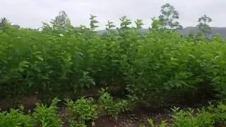 Goat green fodder