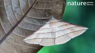 Geometer moth male resting on a leaf in the undergrowth, Borneo