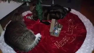 Cats Under The Christmas Tree