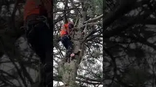 Trust your gear.                                  Two ropes,two strops for one sketchy leaning tree.