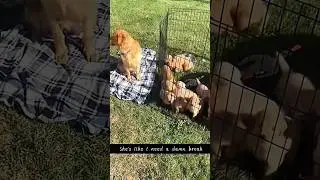 Dog mom is tired 🐕🤣#funny #pets #petsrule #dog #animals #usa #funnydog