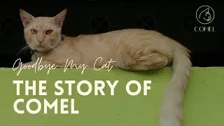 The Story of Comel