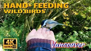 🇨🇦[4K] WALK CANADA -  VANCOUVER BC. Hand- Feeding Wild Birds. October 2021