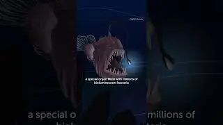 Love life of an anglerfish