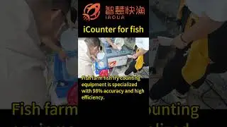 High-throughput counting of fish fry, up to 200,000 per hour, with over 98% accuracy.#fingerlings