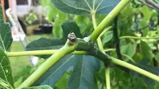 In-ground fig tree update. NO methodical pinching this year, instead I&rsquo;m pruning EVERY branch