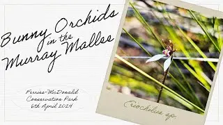 Bunny Orchids in the South Australian Murray Mallee - Eriochilus species