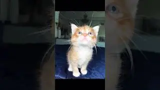 Есть ли среди вас поклонники? ❤️ Подписывайтесь на нас, друзья, чтобы мы могли продолжать. ❤️🙏 #cat