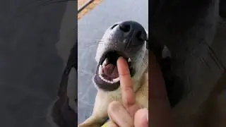 ดุจัด #dog #dogs #animals #shortsfeed #nature #pet #biology #cute #doglovers #dog #feedshorts