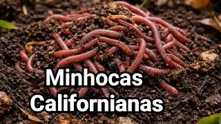 Minhocas Californianas geram  Húmus de minhoca 