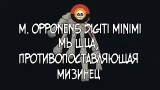 Мышца, противопоставляющая мизинец (m. opponens digiti minimi) 3D Анатомка