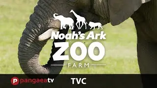 Noah's Ark Zoo Farm - TVC