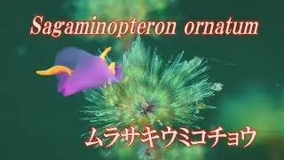 クリオネみたいに泳ぐ　ムラサキウミコチョウ　Sagaminopteron ornatum　 Batwing Slug