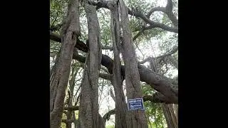 Tiruvakkarai la iruka Kalamara poonga ku polamaa....