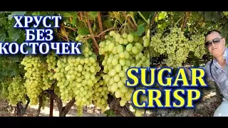 Sugar Crisp обзор.mp4