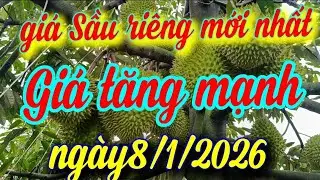 giá sầu riêng hôm nay ngày 8/1/2026