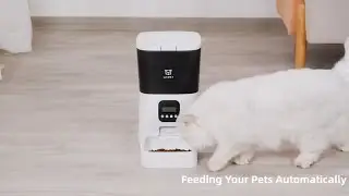 Best Pet Feeding gadget Best Gadget 2020, cool gadget for pet, top gadgets 2020