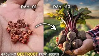How To Grow Beetroots At Home? (SEEDS TO HARVEST)