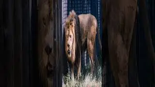 When Last Barbarian Lion Roar? #animals #lion #barbarian #bigcats #asianlion #lionfight #lions