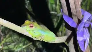 ဖားပျံ/ Malayan Flying Frog (Zhangixalus prominanus)