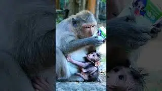 Best action of cute Jagger baby hugs mum ask for milk delicious and feeling #monkeybaby #babyanimal