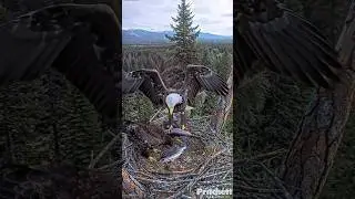 🦅💥Bald Eagle Nearly Crashes into Eaglet While Delivering Fish! 🐟🪹 9:16-1010 #eagles #eaglets #shorts