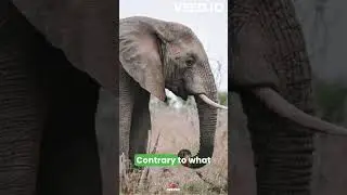 THE HIDDEN SECRET OF ELEPHANTS #wildnature #elephant #secret
