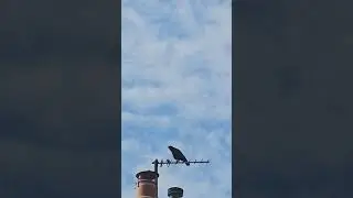 #Birdcall - a #carrion #crow calling for attention 🐦&zwj;⬛😅😅 | #shorts