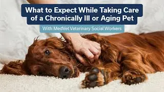 What to Expect When Caring for a Chronically Ill or Aging Pet | from MedVet Social Workers