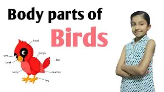 Body parts names of birds | Birds various body parts names in hindi and english | Bird body parts |