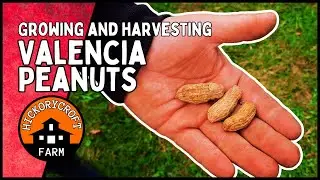 Growing and Harvesting PEANUTS: Harvesting Valencia Peanuts In Canada