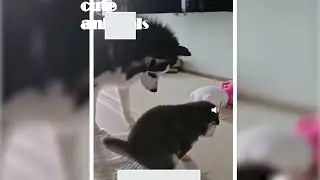 Funny and cute animals 😂🥳#funny #love #anime #animals #funnyanimals #animalvoiceover #shorts 