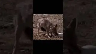 A fox looking for an ostrich egg