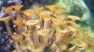 The Hidden Lives of Cheiracanthium mildei