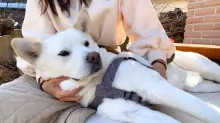 할머니의 사랑은 개손주에게