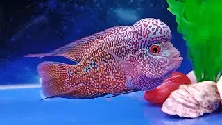 Beautiful kamfa flowerhorn fish & popularity flowerhorn fish tank