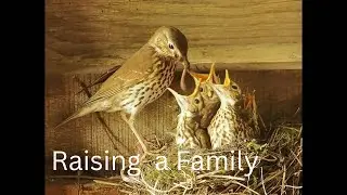 A Song Thrush Story
