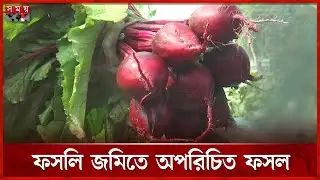 পুষ্টি ও ওষুধিগুণ সম্পন্ন সুপারফুড বিটরুট | Beetroot Cultivation | Comilla | Somoy Agriculture