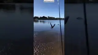 Eagle Catching Fish Meme