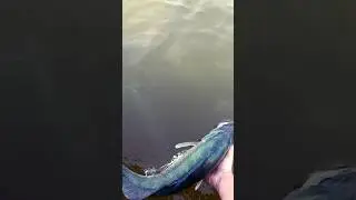 JIG PITCHING- 24&rdquo; WALLEYE BITE