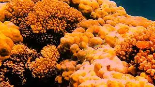 Diving Yanbu, Saudi Arabia (Red Sea) - 3rd & 4th May, 2024