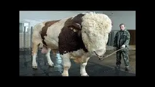 Intelligent Technology Smart Modern Farming USA Amazing Techniques Cow Breeding Super Charolais