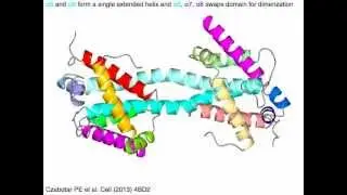 Bcl-2 domains (with sound)