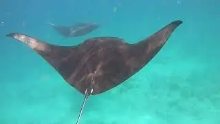 I swim with Mobula birostris manta rays in the open ocean