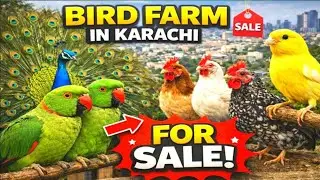 Bird Farm in Karachi |All Types of Birds for Sale at Best Prices |Beautiful Birds Available for Sale