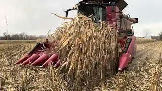 Harvest time! Picking corn CaseIH Combine 7250