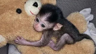 POOR NEWBORN BABY MONKEY, HUGGING A TEDDY BEAR LIKE MOTHER